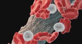 细胞生长医学动画  MG动画